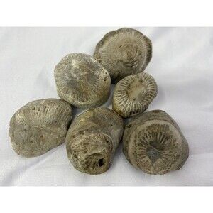 6 Fossilized Horn Coral Lake Superior Mi
